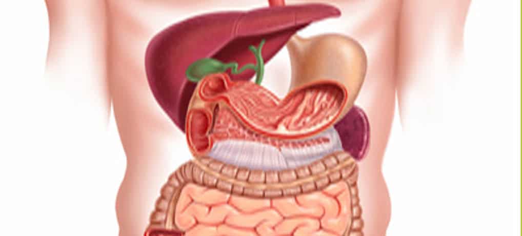 La importancia de cuidar los intestinos