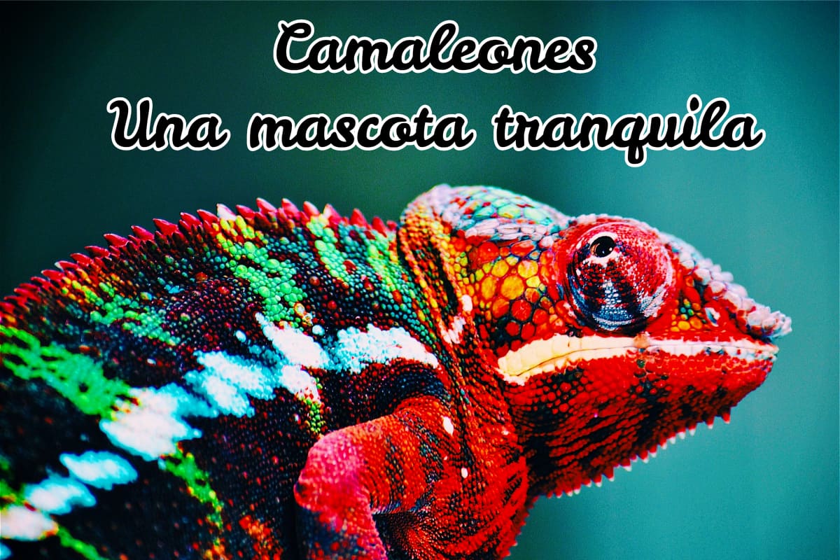 camaleón multicolor, una mascota tranquila