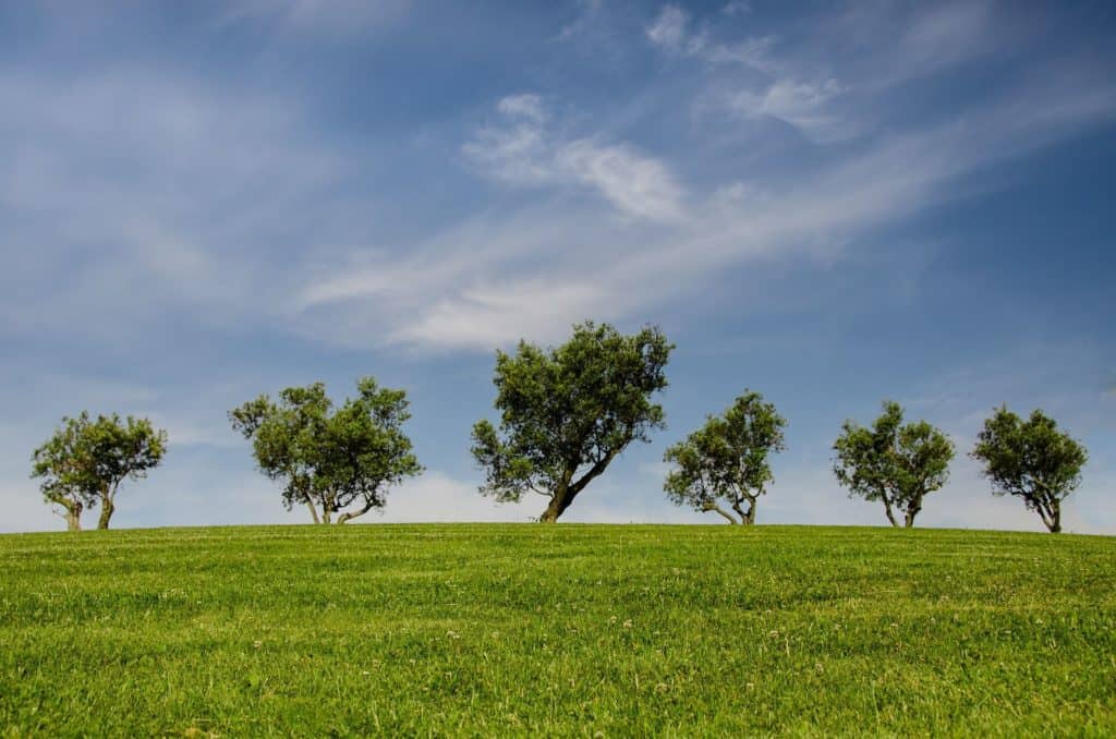 Árboles, medio ambiente