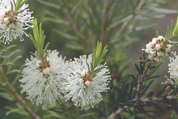 arbol de te propiedades