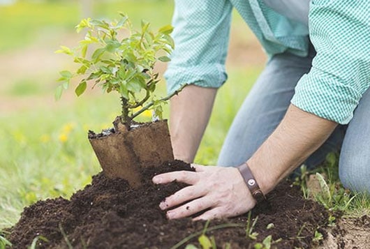 plantar un árbol para aumentar la cantidad de árboles