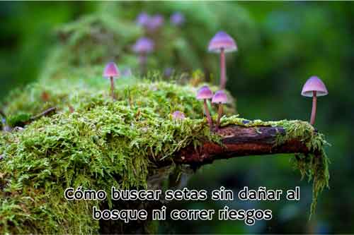 buscar setas sin danar bosque ni correr riesgos