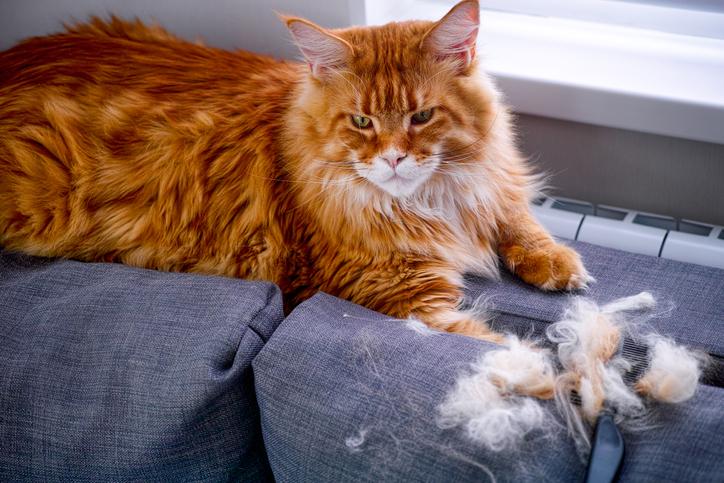 cepillo con pelo de gato